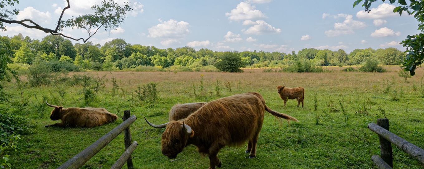 Uniek koeland op landgoed Junne | a.s.r.