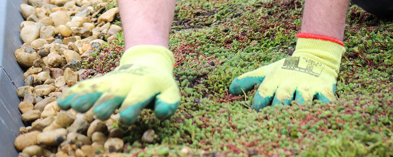 Werkhanden die een groen sedum dak aanleggen | a.s.r.