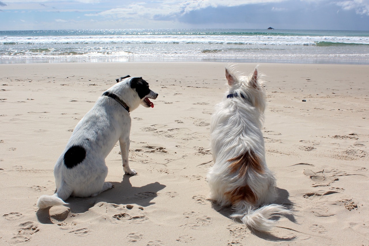 honden op het strand